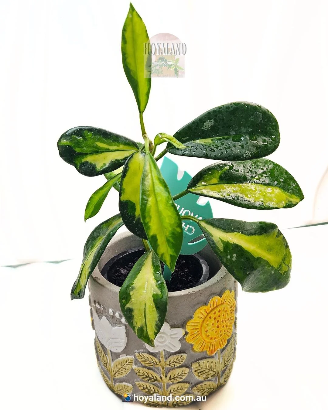 Hoya diversifolia 'Maharani Variegated' | Rare Yellow Centre